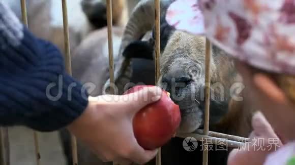 在动物园里喂山羊