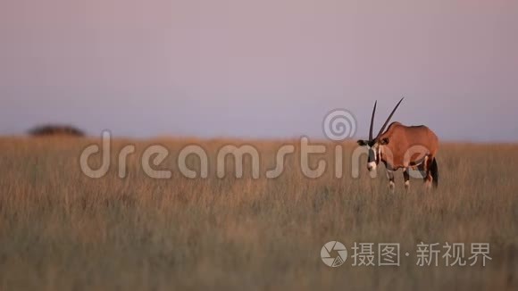 日落时草原上的羚羊视频