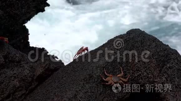 加拉帕戈斯萨利轻脚蟹-坐在陡峭的岩石前面冲浪。