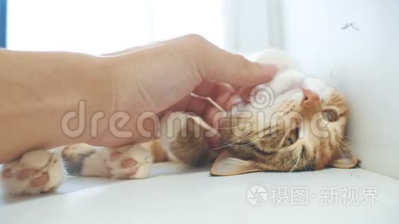 有趣的视频猫。 猫试图从躺在桌子上的窗台上掉下来。 慢动作视频。 三色猫宠物