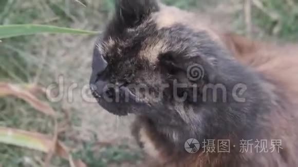 猫脸贴紧.. 猫对着照相机眨眼睛。 带家猫的视频.. 疯狂的宠物关门