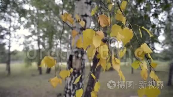 桦树叶子视频