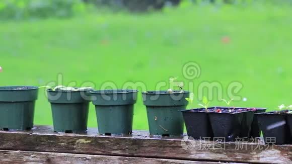 在雨中盆栽的小植物视频