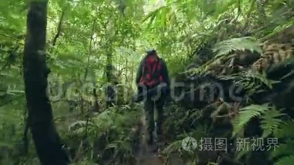 游客在热带雨林后景徒步旅行途中步行。 带背包旅行的人去野外丛林