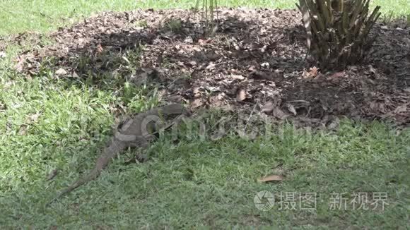 监测蜥蜴通过树叶垃圾寻找食物视频