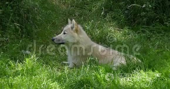 北极狼，犬狼疮苔原，母亲躺在草地上，实时