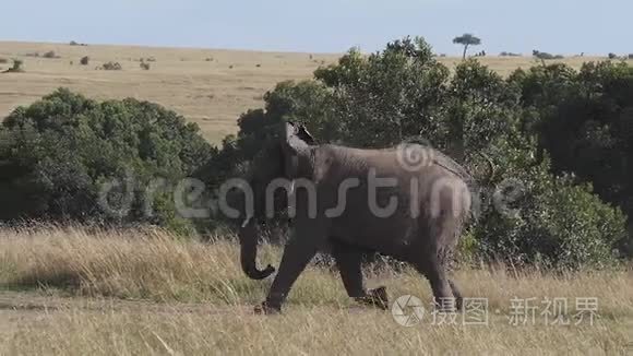 非洲象，非洲象，成人穿过热带草原，肯尼亚马赛马拉公园