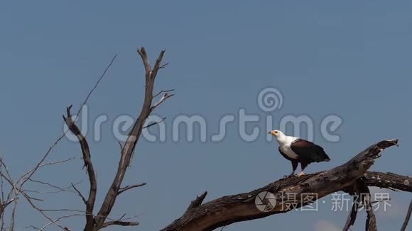非洲鱼鹰、卤虫鸣禽，成人飞行，从树上起飞，翅膀拍打，肯尼亚巴林戈湖