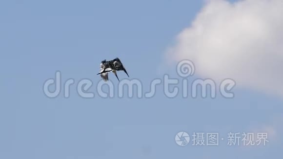 Pied Kingfisher，Ceryle Rudis，成人，肯尼亚巴林戈湖