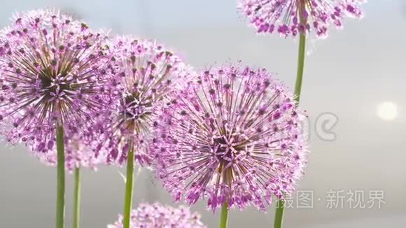 洋葱花上的昆虫视频