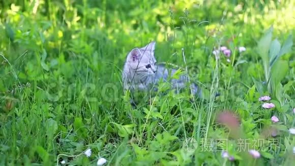小玩灰猫在草地上玩耍和奔跑