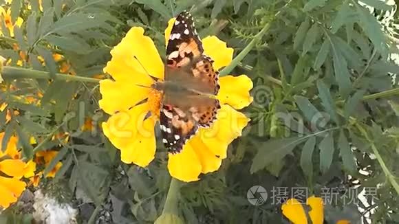 昆虫美丽的蝴蝶吃黄花视频