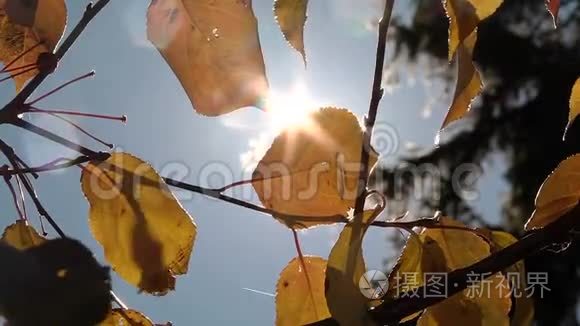 一缕阳光穿过树叶视频