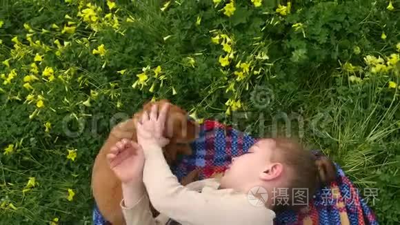 可卡犬小狗舔美女脸