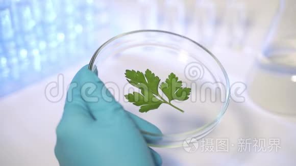 现代实验室的科学家研究转基因植物。 将试剂或诱变剂倒在植物叶片上。