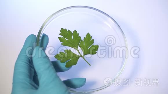 现代实验室的科学家研究转基因植物。 将试剂或诱变剂倒在植物叶片上。