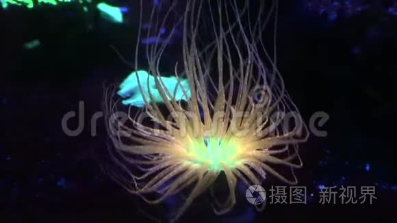 法国巴黎水族馆美丽的彩色荧光海海葵4k视频