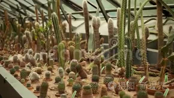 Cacti，波兰Wroclaw植物园的仙人掌区