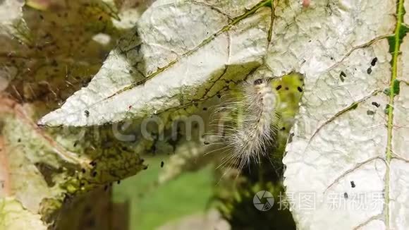 枫树林视频大全