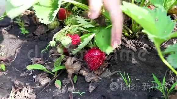 女人在田间采摘草莓