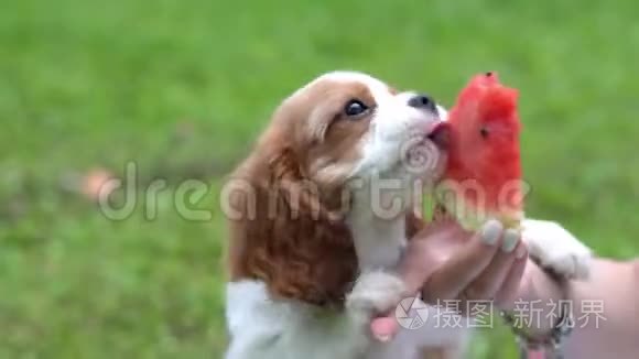 可爱的公鸡猎犬在公园里吃西瓜视频