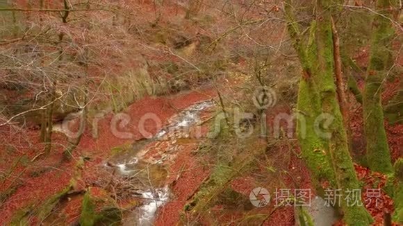 平静的河水在美丽的秋林中流淌视频