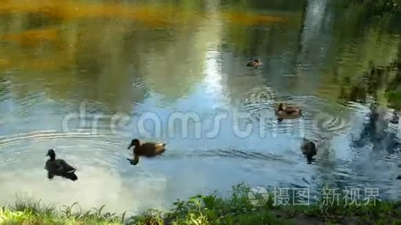 鸭子在公园的一个夏天的湖里游泳