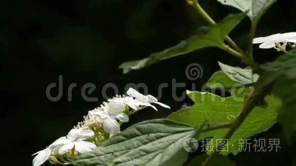 微风吹拂着树枝上的淡花和绿叶