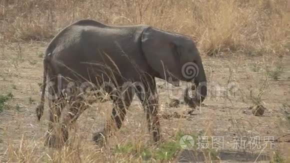 野生大象在超级慢动作中行走视频