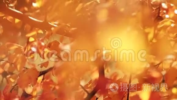 迷人的秋天季节模糊的黄树叶视频