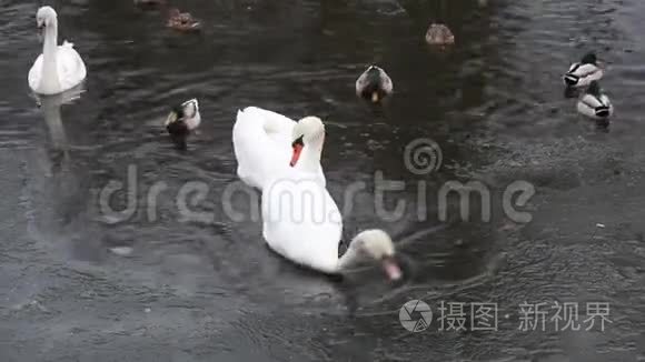 天鹅和鸭子在冰冻的河里视频