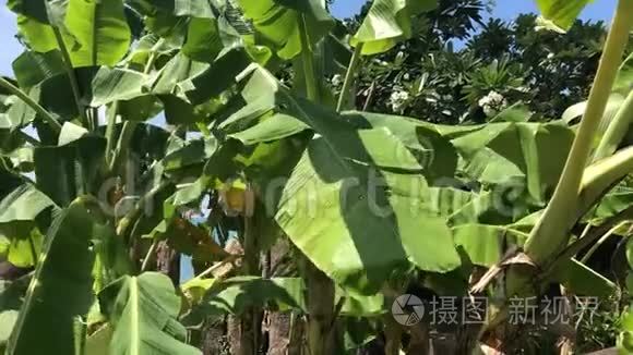 香蕉树的叶子在热带风中摇摆视频