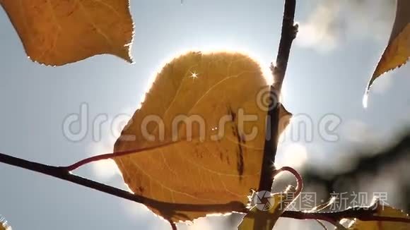 一缕阳光穿过树叶视频