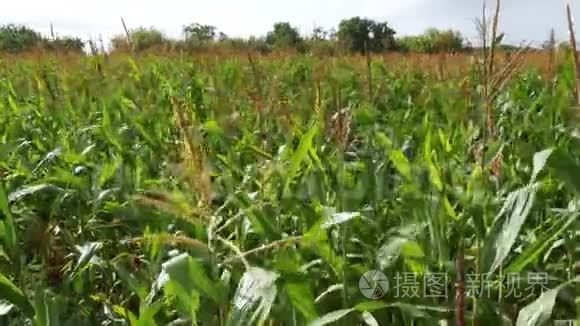 玉米在田间生长视频
