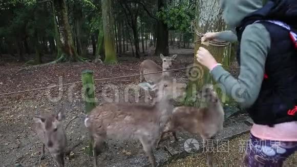 饥饿的奈良鹿视频