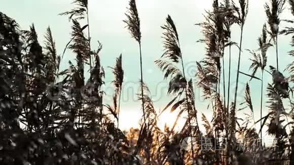 芦苇在风和日丽的夕阳下移动视频