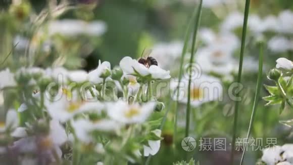 早春蜜蜂采花蜜视频