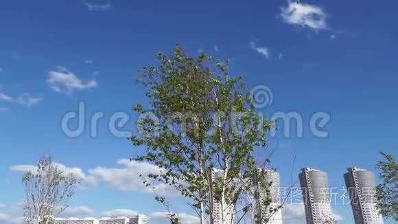 风吹动树枝和摩天大楼