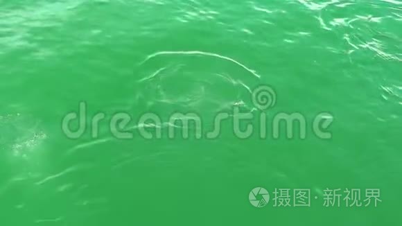 特写镜头：绿水，海狮在水中戏水