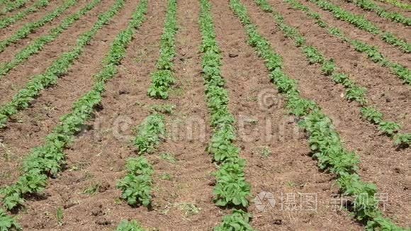 一排排的绿色和有机土豆和豆在灌溉的土地上生长。 春天农场里的土豆丛。 种植蔬菜