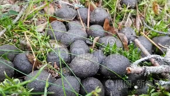 巨大的圆形棕色狗屎躺在草地和苔藓上. 穿过森林. 野生动物的生命.