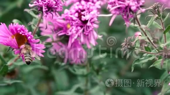 蜜蜂采集花蜜和花粉视频