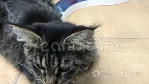 猫缅因昆视频