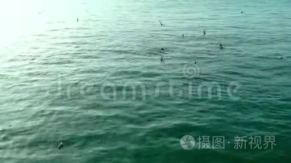 海狮与海鸟在和平的水中飞翔视频