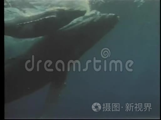 鲸鱼和她的后代游近海面视频