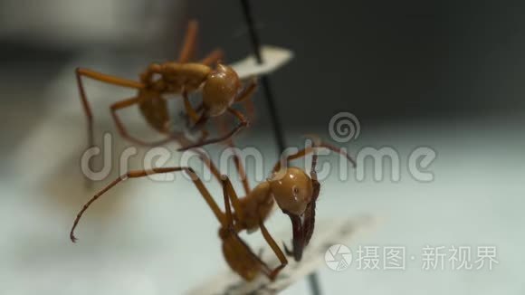 展示两个收割机蚂蚁