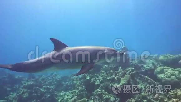 潜水员附近的海豚游泳视频