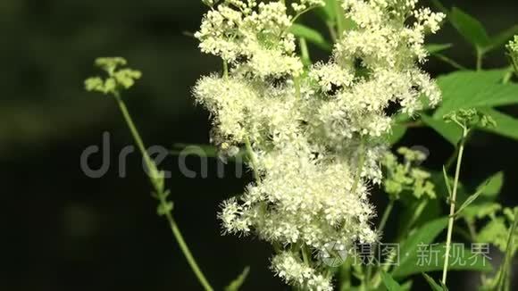 夏季医学草本草甸甜花和大黄蜂视频