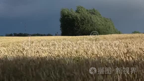 成熟麦田的夏晚风视频