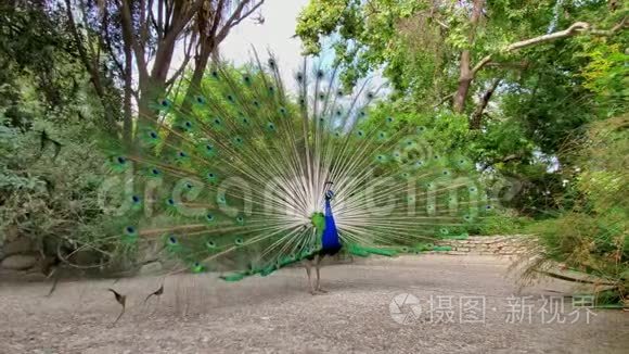 雄孔雀展示了它的彩色扇子